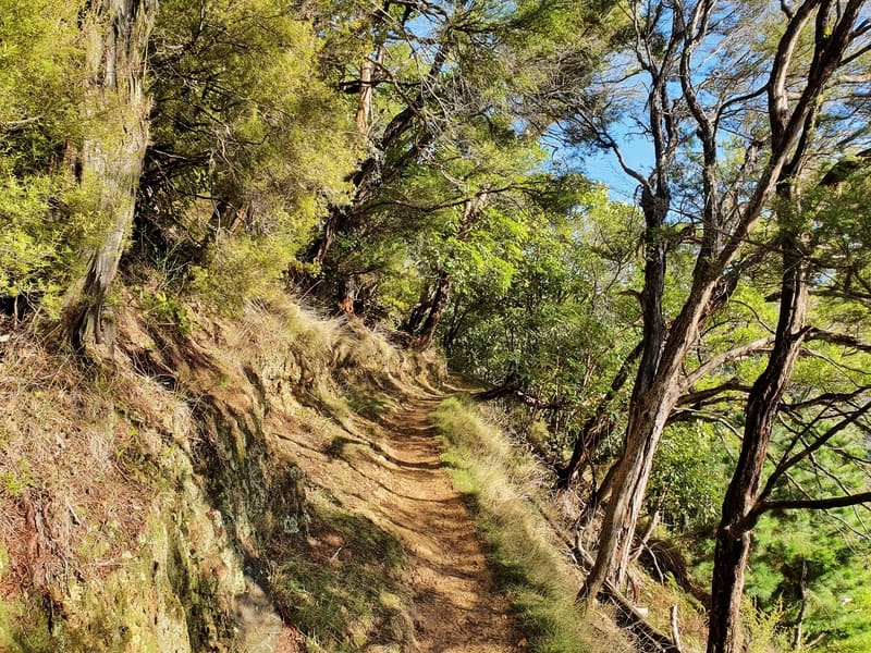 the tirohanga trail