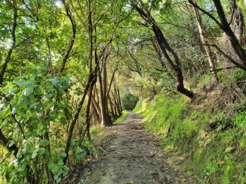 THE AWESOME SNOUT TRACK IN PICTON | CHUR NEW ZEALAND