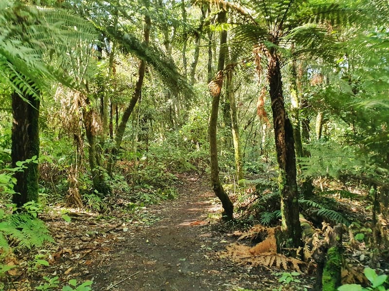 forested section of the blue lake walk