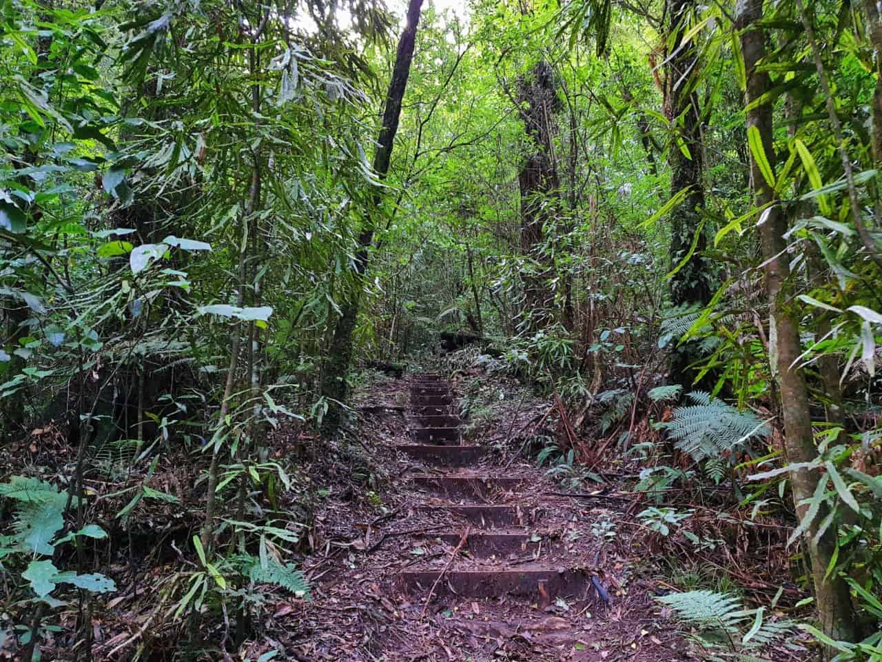 THE JUBILEE TRACK (ROTORUA) UP MT NGONGOTAHA | CHUR NEW ZEALAND