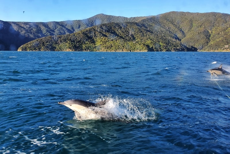 dolphins in the marlborough sounds