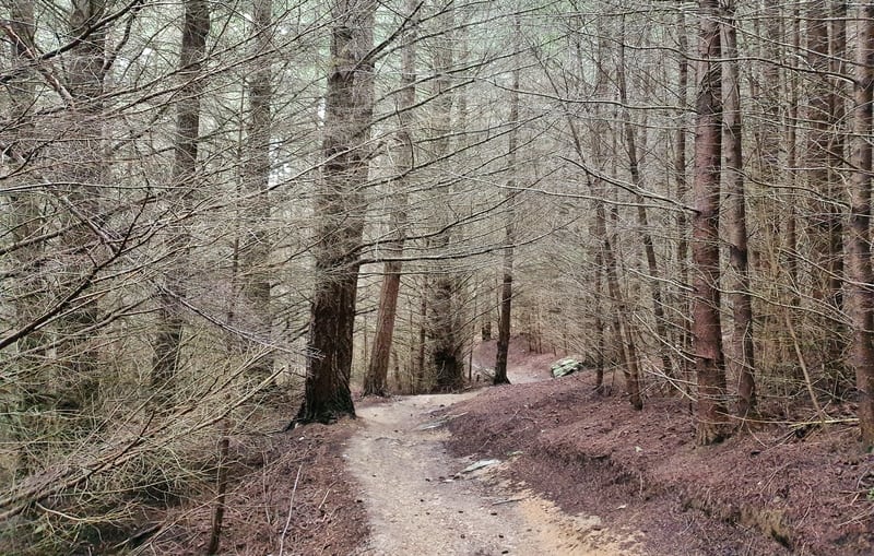 queenstown hill forest