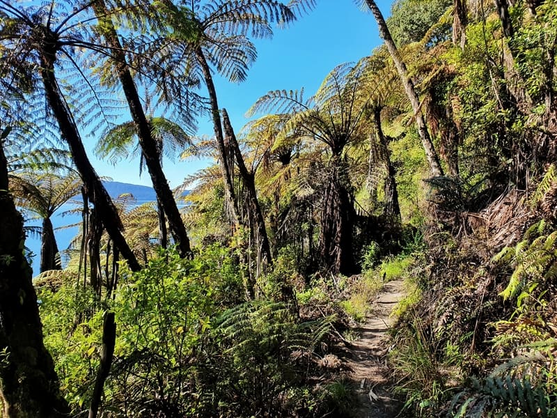 tarawera trail 2