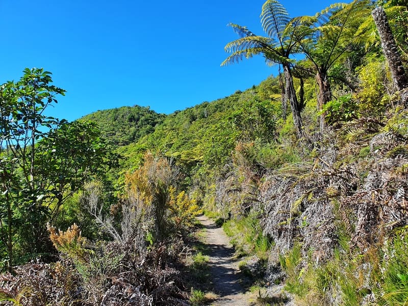 tarawera trail tracks