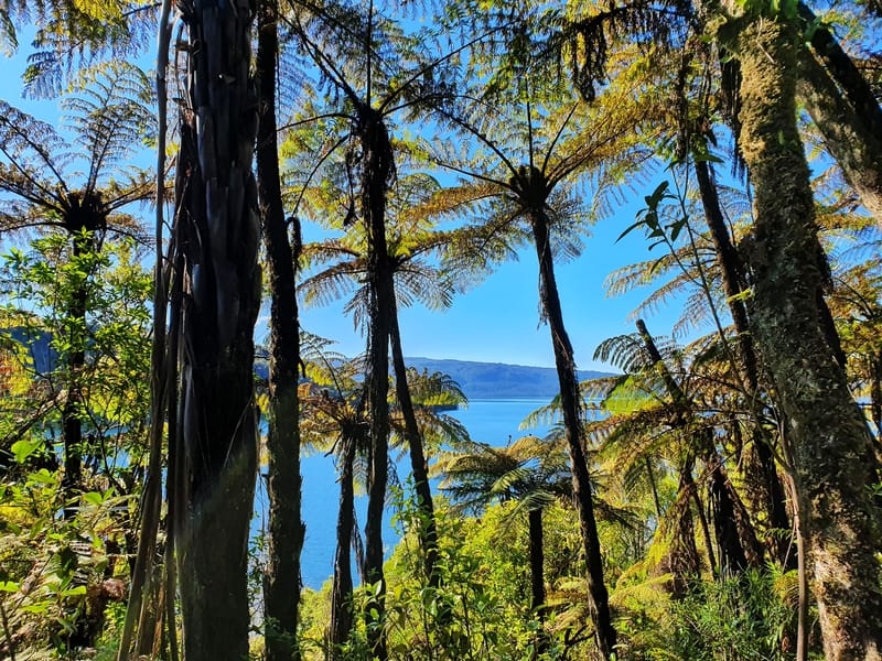tarawera trail viewpoint over lake tarawera