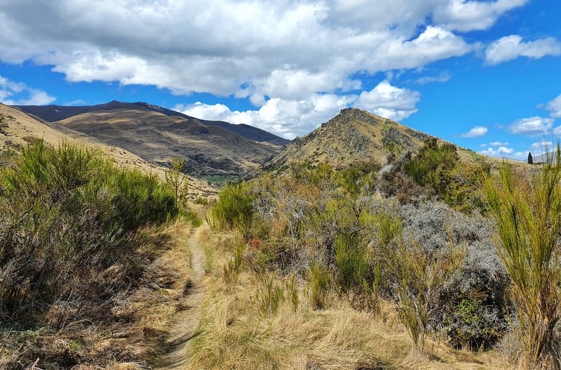 new chum gully track arrowtown