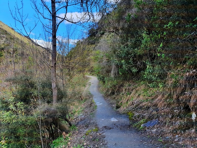 new chum gully track walk