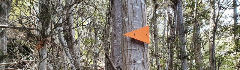 orange triangle markers on wye creek