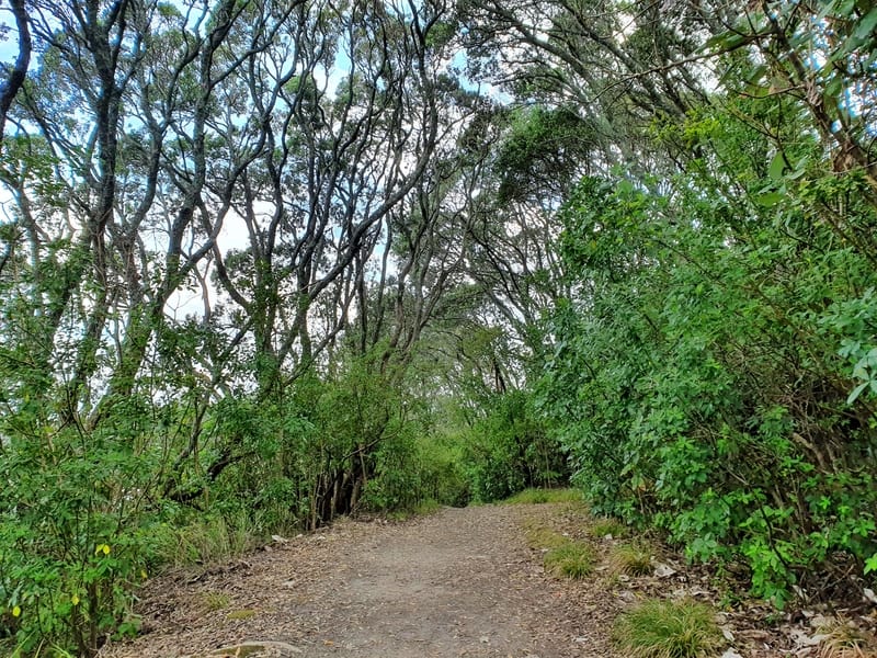 orokawa bush