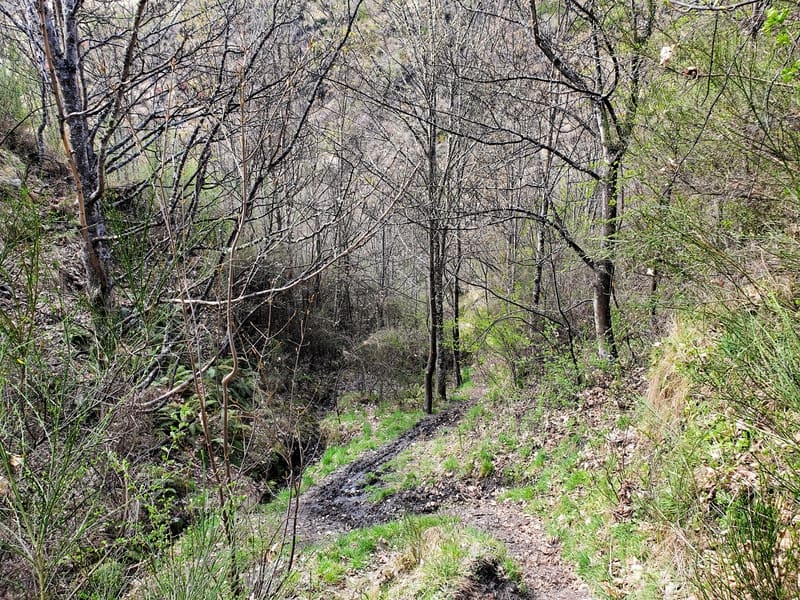 the descent on new chum gully track