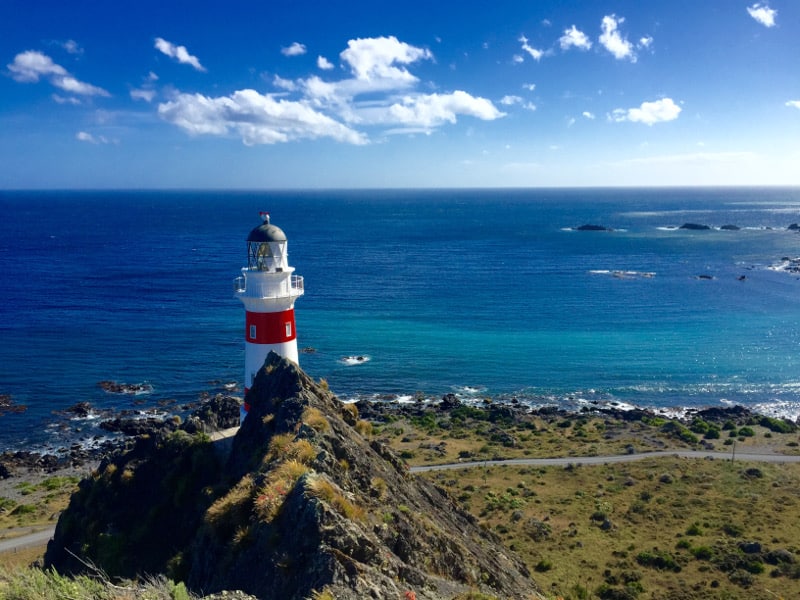 day trips from wellington include trips to cape palliser out past martinborough