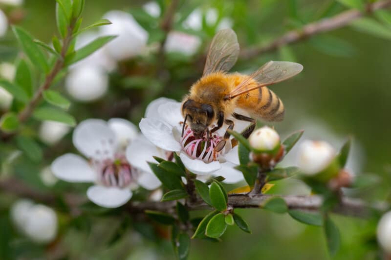 experience beekeeping as one of the best Airbnb experiences in New Zealand