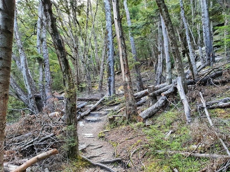 tiki trail section