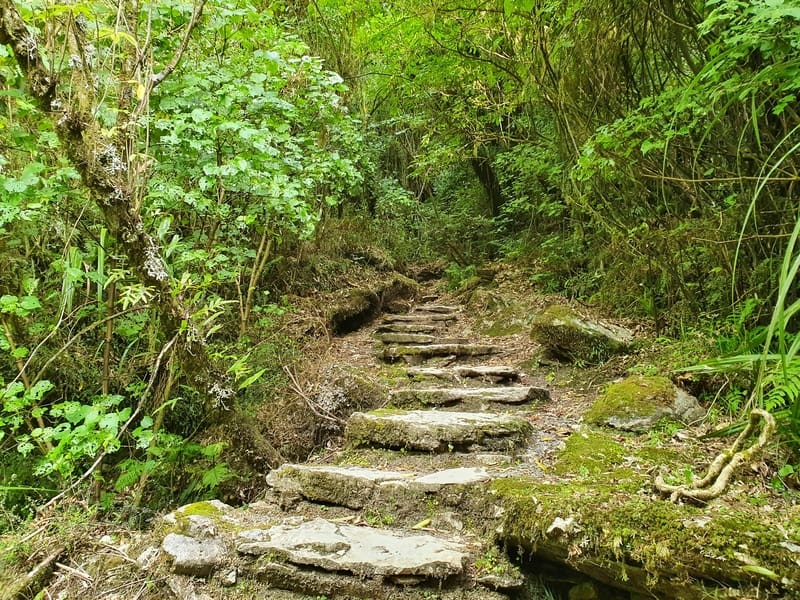 paparoa national park track stairs