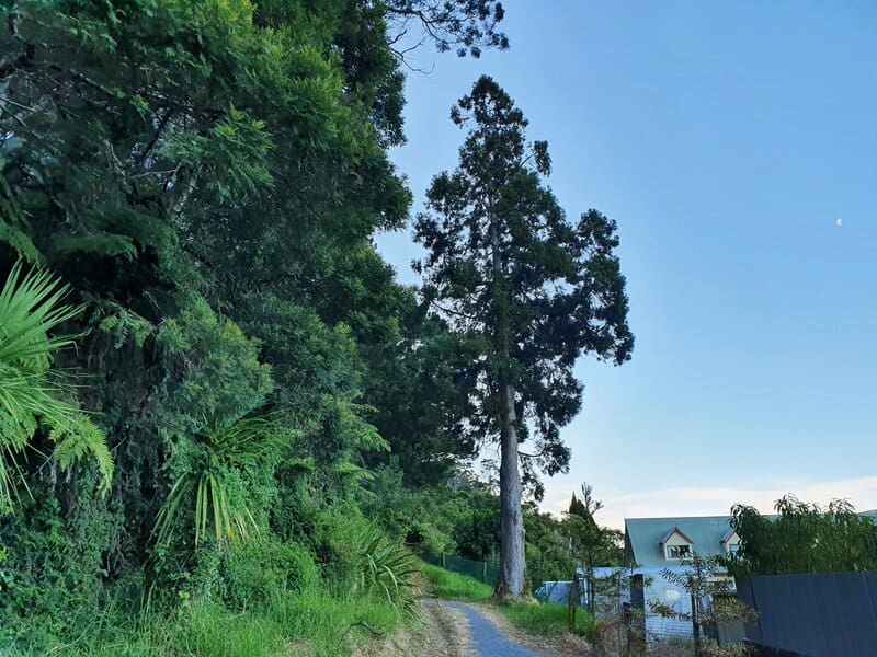 kauri block walk is one of the easiest coromandel town walks