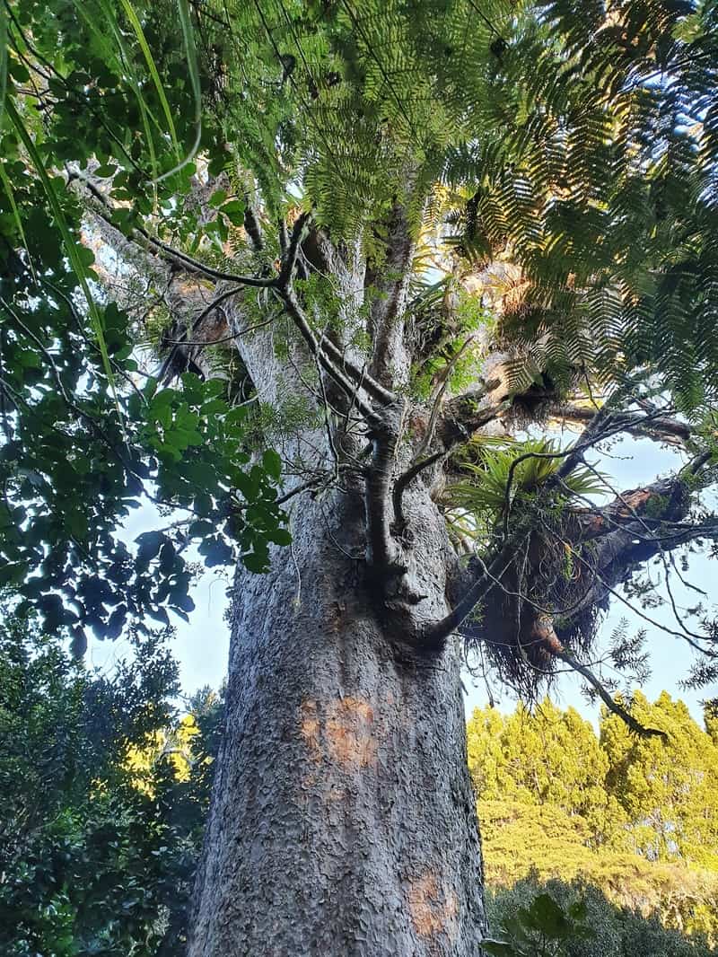 a tree known as the big kauri tree in the coromandel