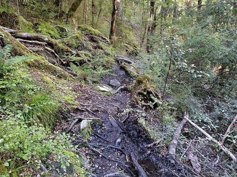 more rugged trail on the earnslaw burn walk
