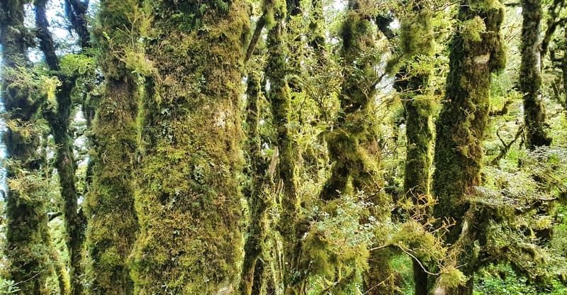 moss growing on trees in the pakuratahi forest