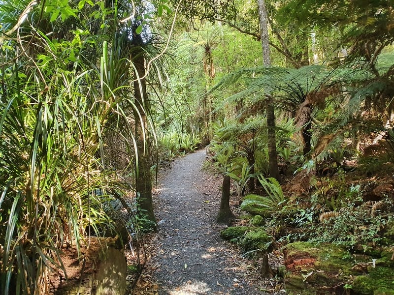 tane's track in the pakuratahi forest