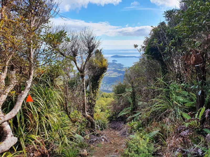 the success track walk near coromandel town