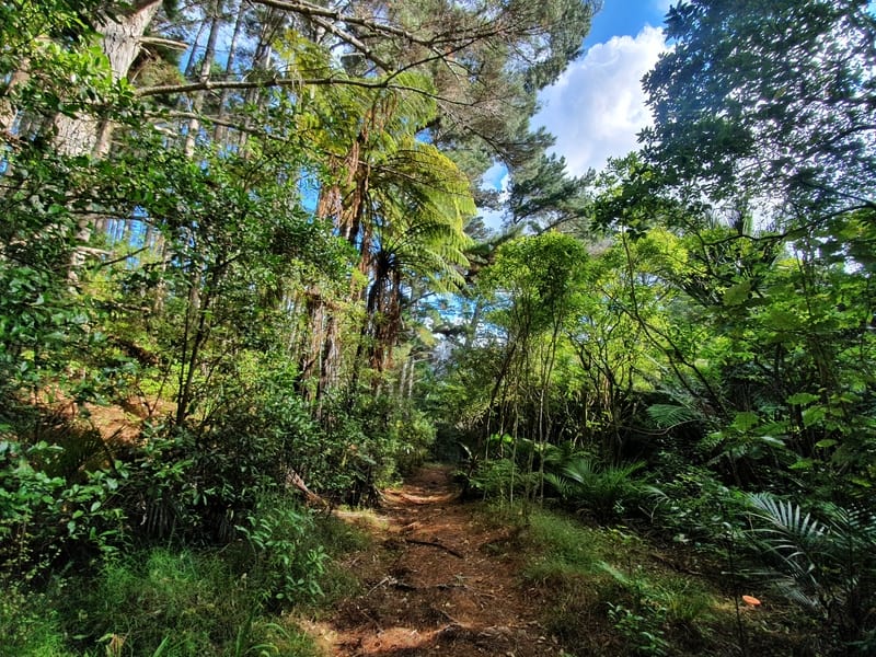 beautiful forest coromandel