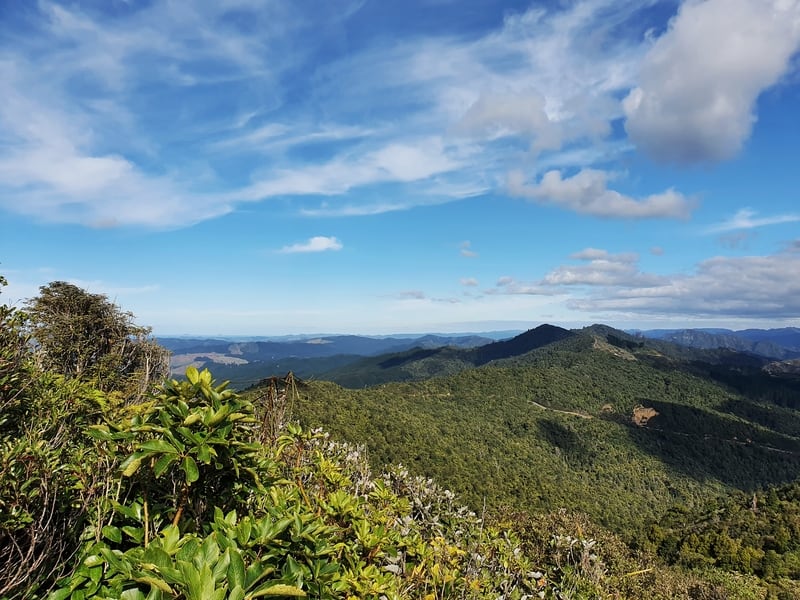 bush around coromandel town