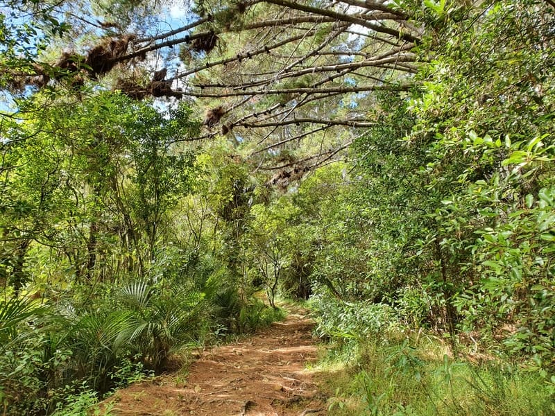 light forest on the success track in the coromandel