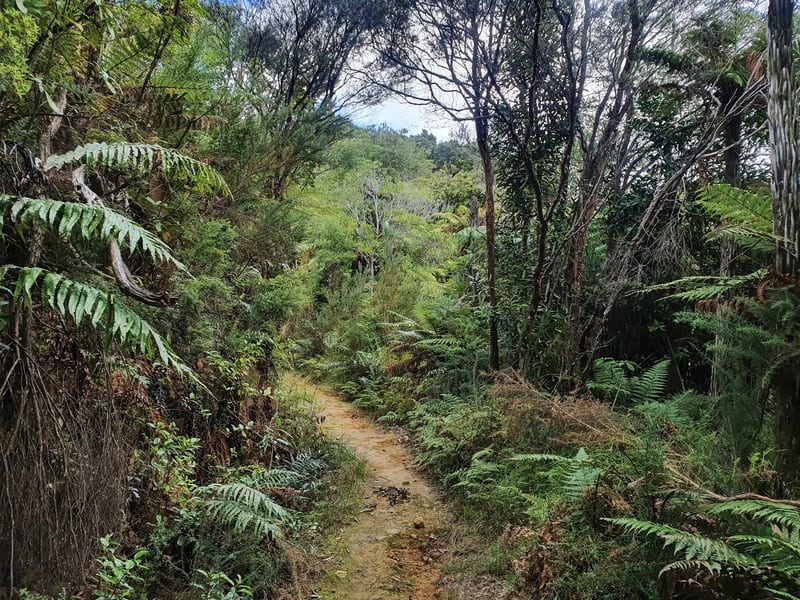 native bush on the coromadel