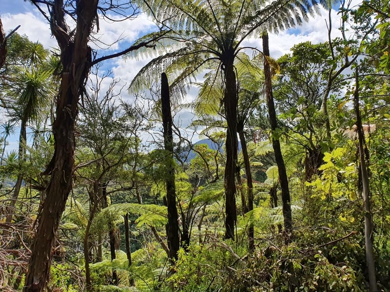 nikau palms on the success track in the coromandel