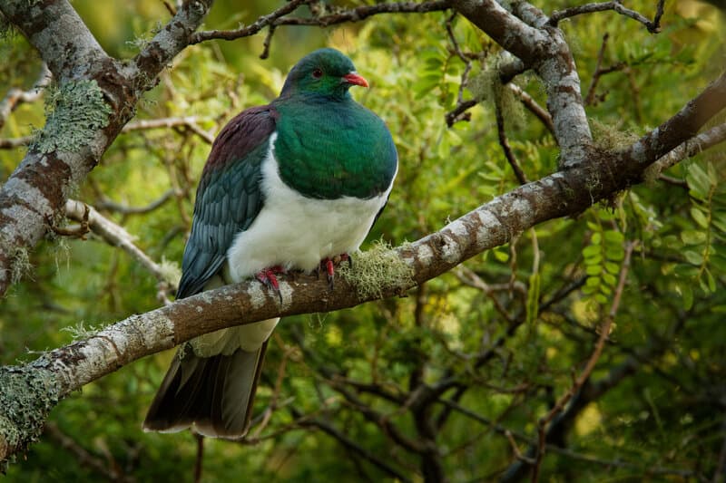 New Zealand pigeon - Hemiphaga novaeseelandiae - kereru sitting and feeding in the tree in New Zealand. Green endemic pigeon