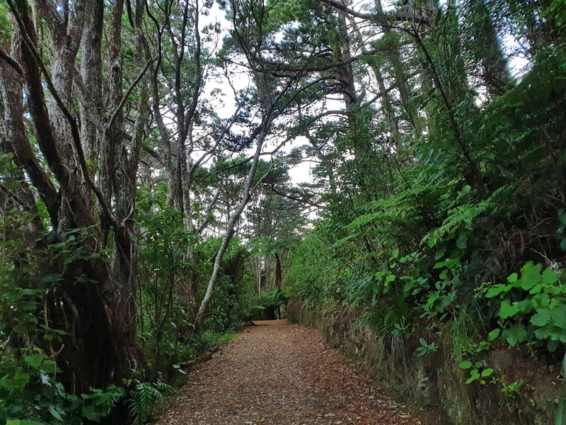 tinakori hill walk (2)