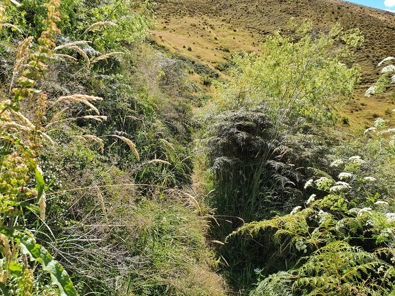 overgrowth on the big hill track
