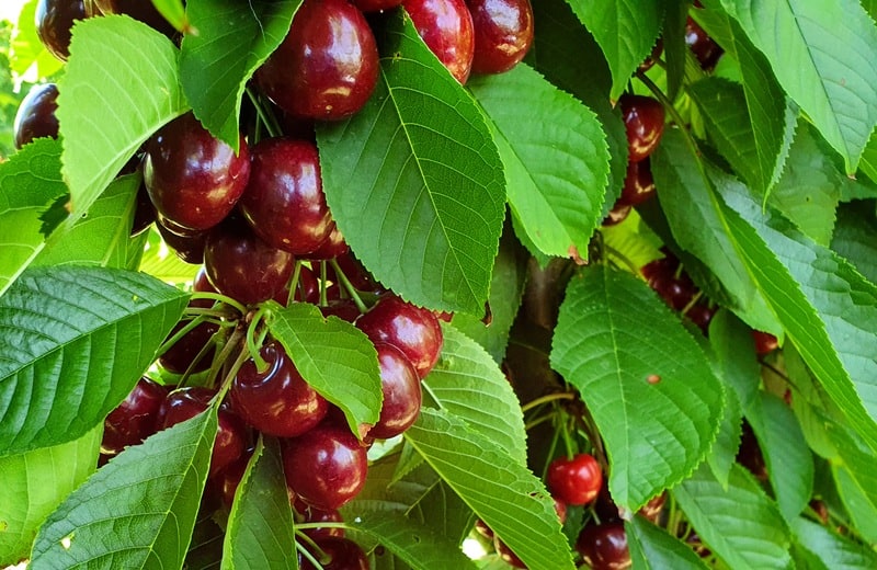 picking cherries is one of the most popular things to do in cromwell