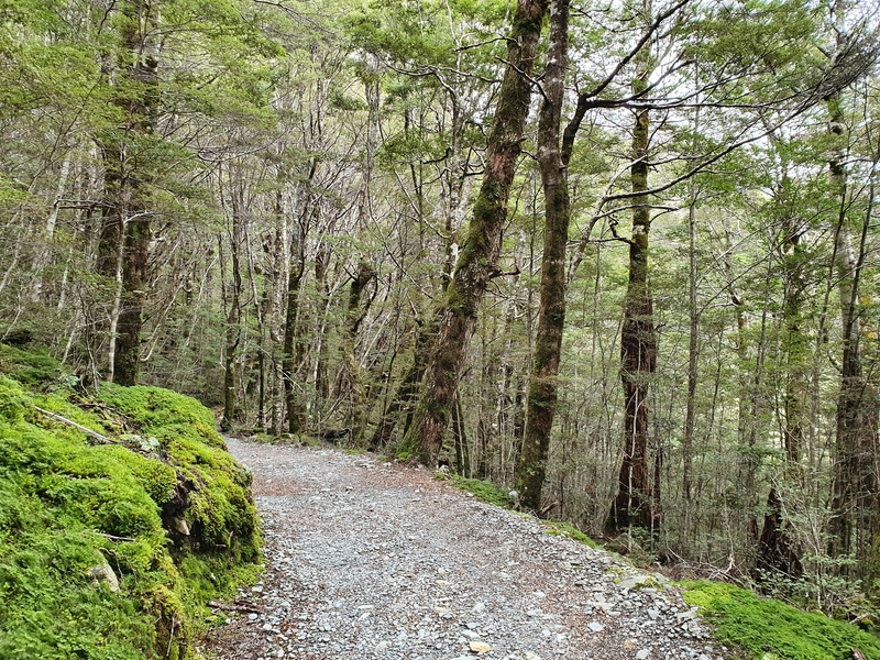 routeburn track in the national park