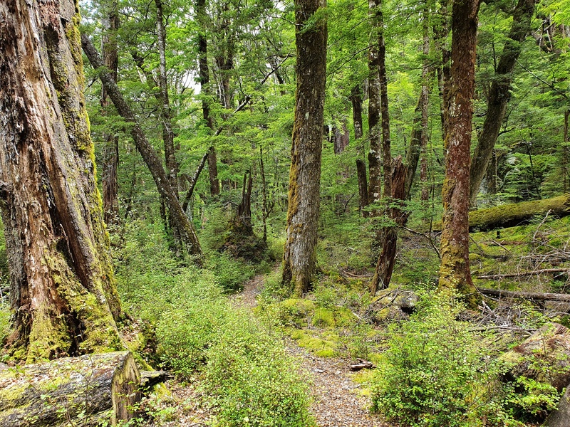 forest trails on the rees dart track