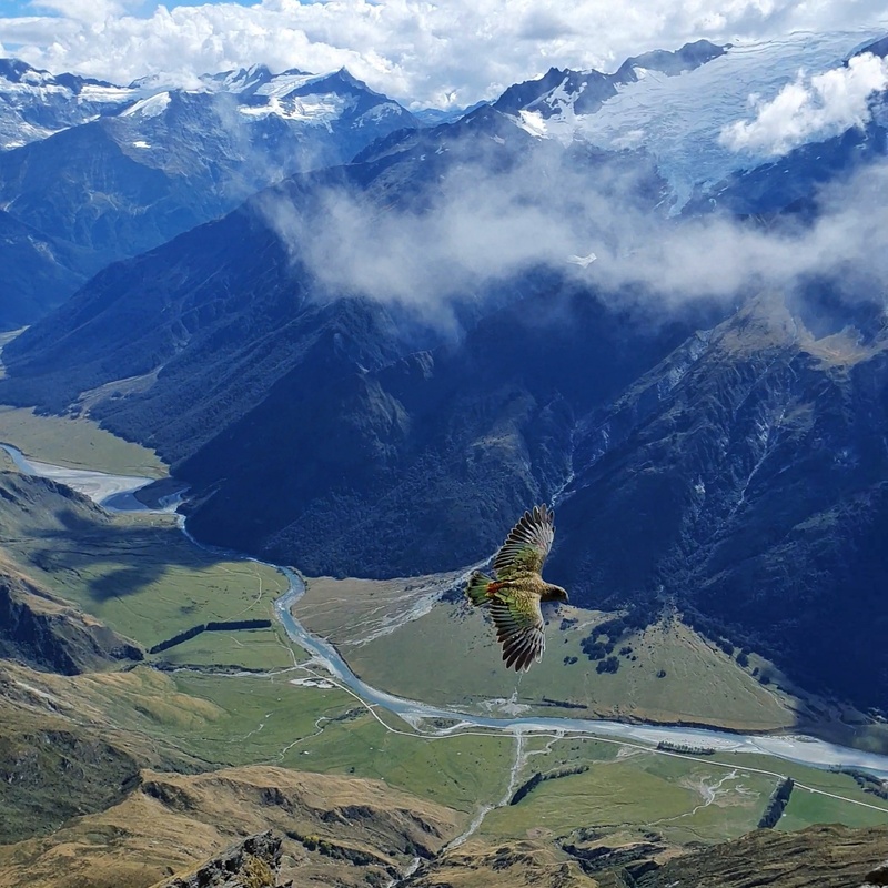 a kea flying at the summit of sharks tooth peak in mount aspiring national park