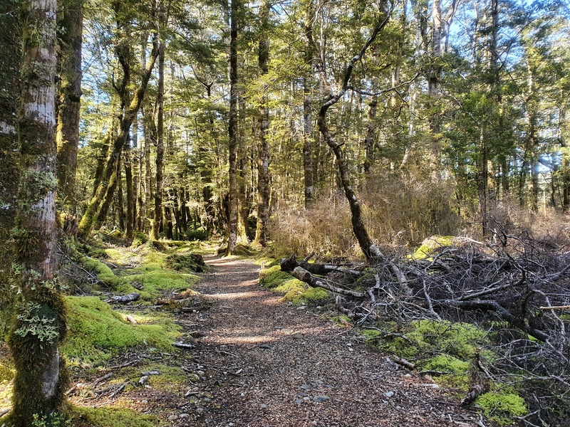 mossy trails on the kepler track