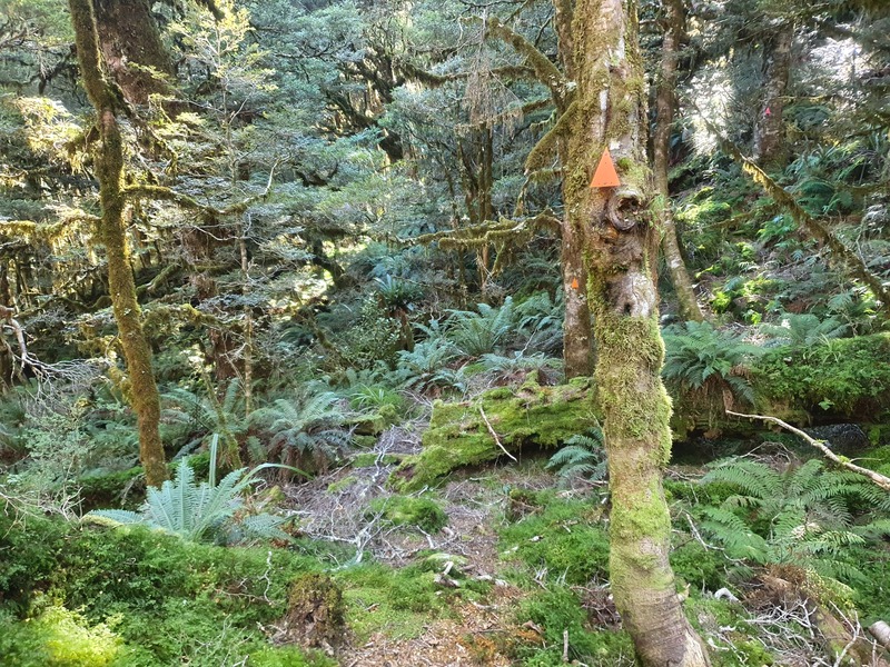 dense green flora and fauna with an orange triangle track marker on a tree