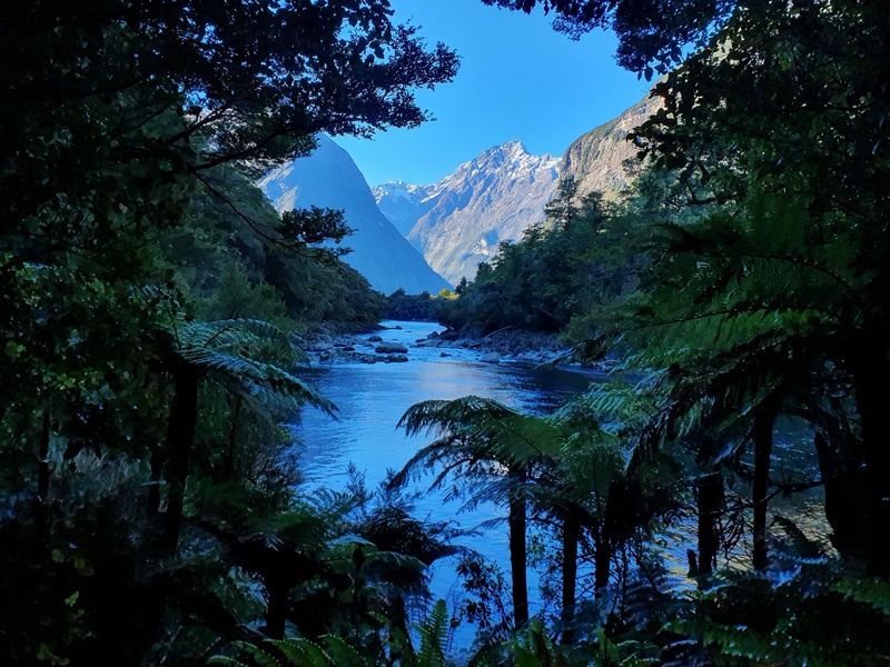 a river appearing bordered by ferns and mountains in the background