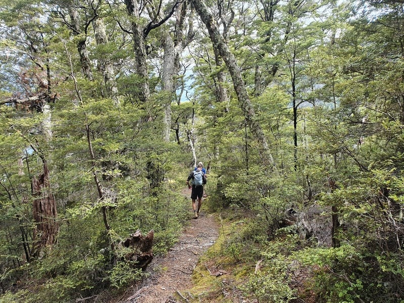 native bush on the mount shrimpton track