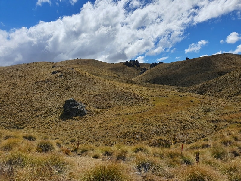 single trail in between tussock and speargrass