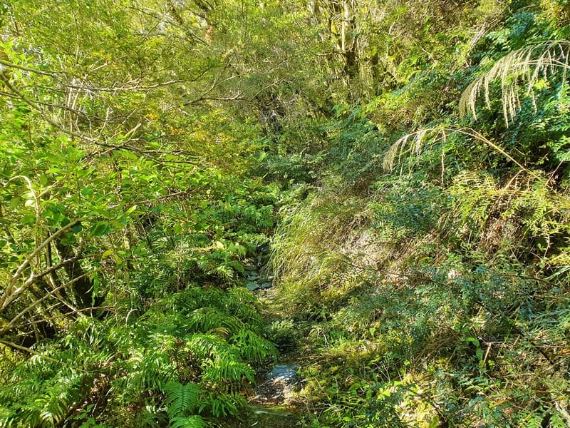 kitchener track mount aspiring national park