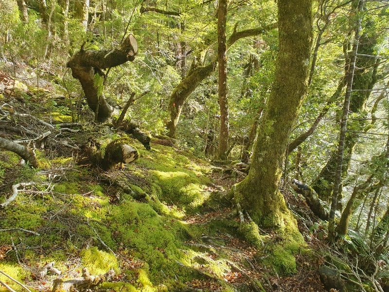 matukituki valley hike