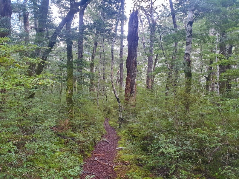 kiwi burn hut track forest area