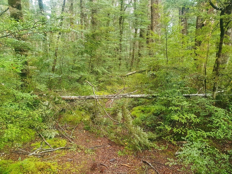 tree fall on the kiwi burn hut loop track