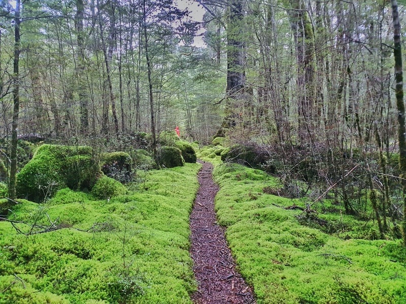 beautiful moss lined tracks