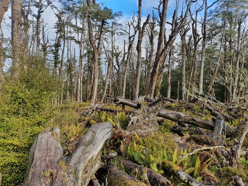 dead tree forest