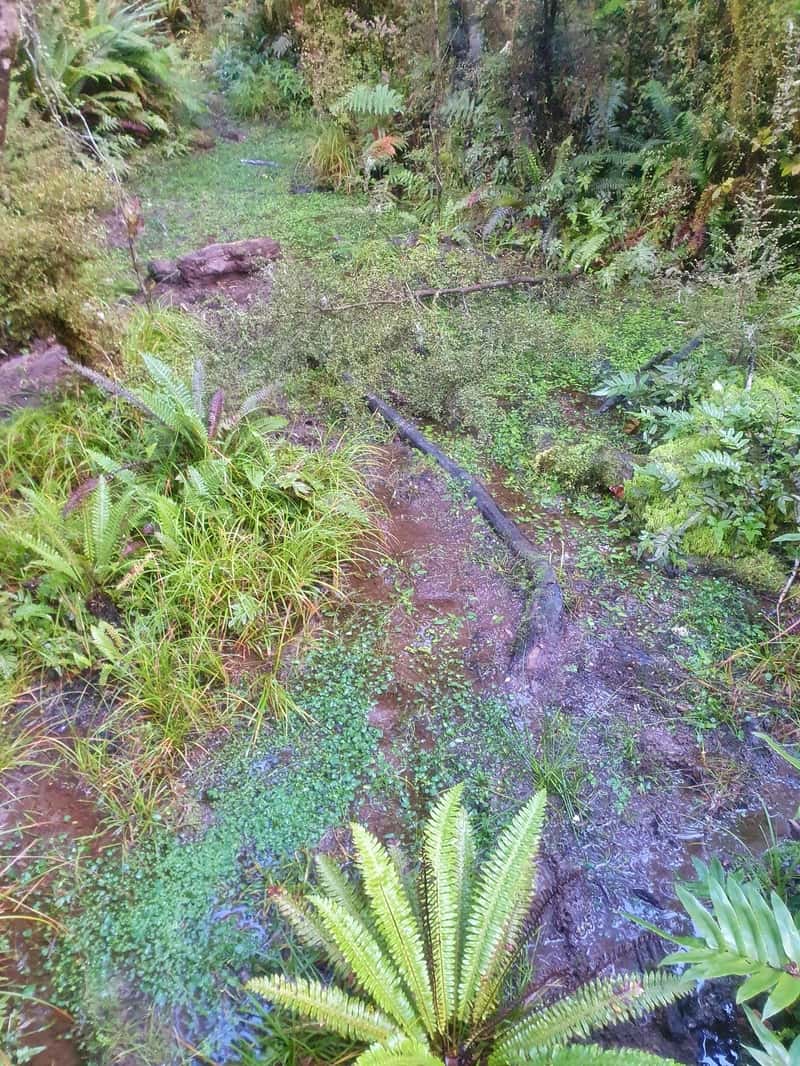 rodger inlet track bog