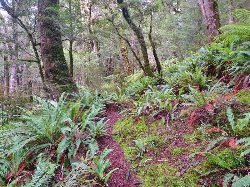 rodger inlet track