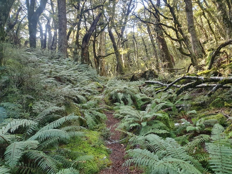fern lined paths on the green lake track